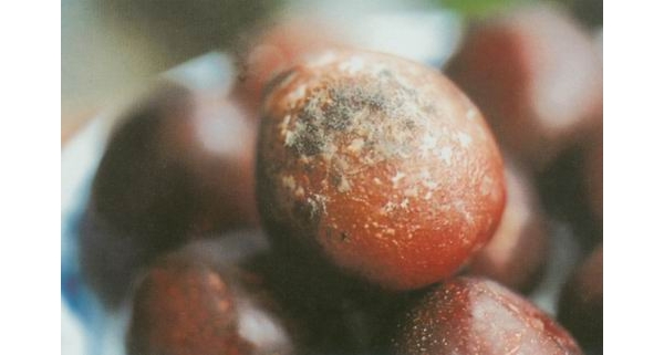  ����ݺ� 1428554sv6cqqp94mcmmmm