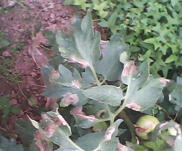  ����ݺ� 054936gys882y8tleg88gy