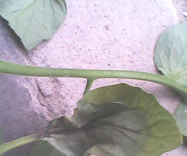  ݺ 055008bcpgz8b49d4npoyn