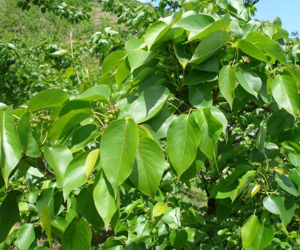  ũ����Ϣ forum