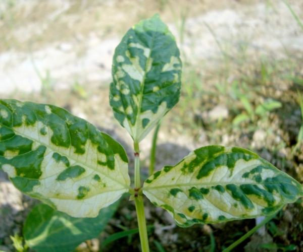  ҩ������ forum