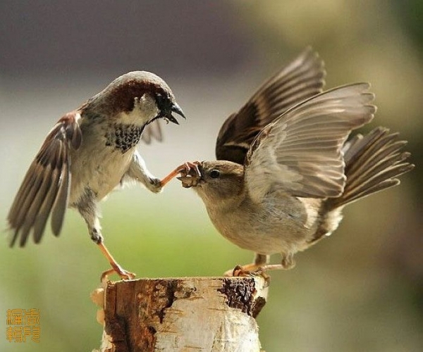  ũ��Ӫ�� forum