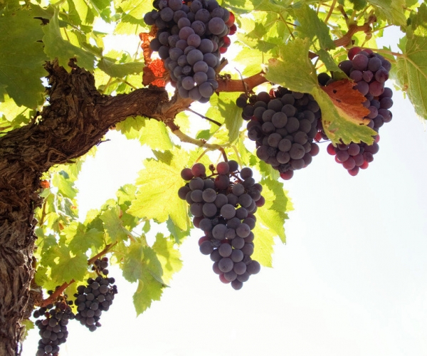  ֲ��ũ�� forum