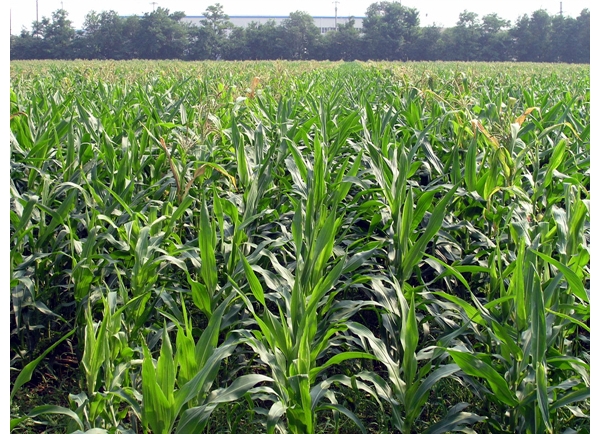  ֲ��ũ�� forum