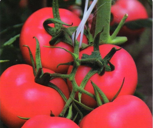  �������� 1624417mt9tjgm7u1mv3nn