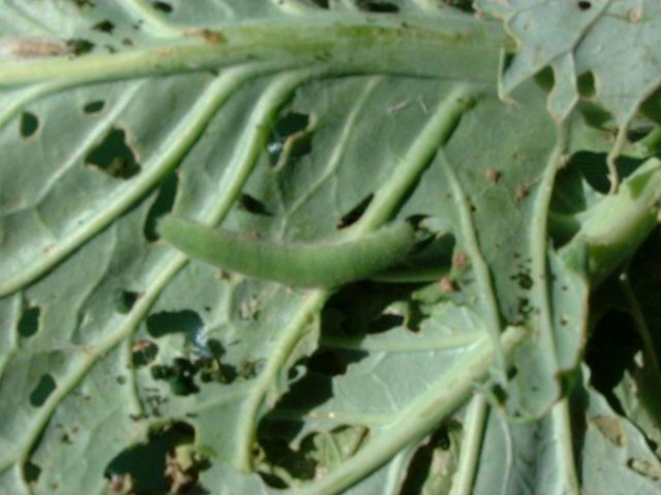  ����ݺ� forum