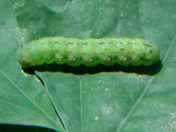  ����ݺ� forum