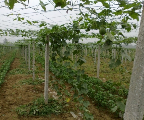  ֲũ 225519j1gvwjv82vtwqqsv