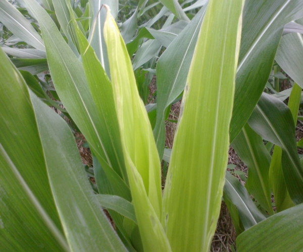  ����ݺ� 232208e6w39zh2it1mw2mb