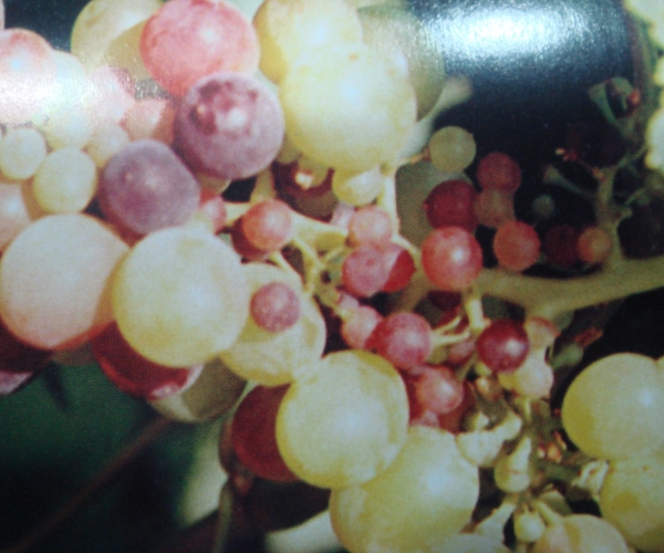  ����ݺ� forum