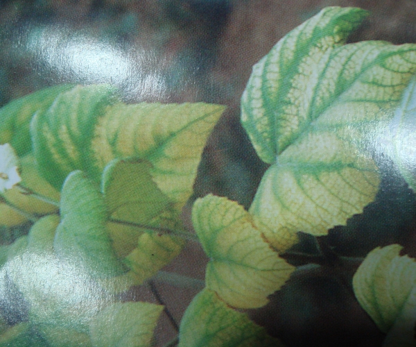  ����ݺ� forum