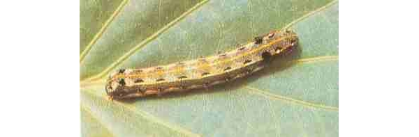  ����ݺ� forum