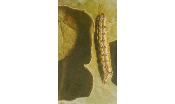  ����ݺ� forum