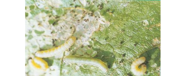  ����ݺ� forum