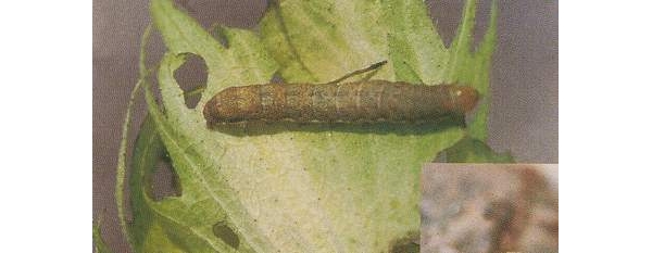  ����ݺ� forum