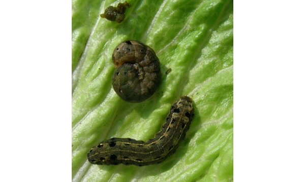  ����ݺ� forum