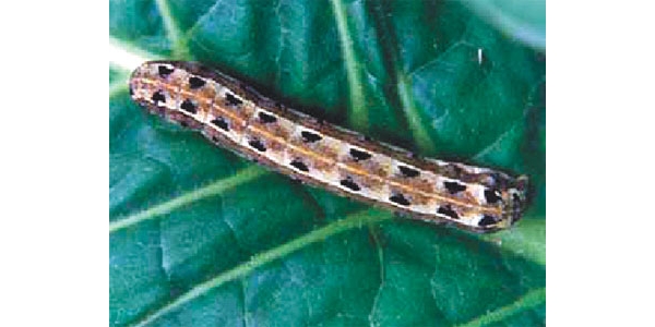  ����ݺ� forum