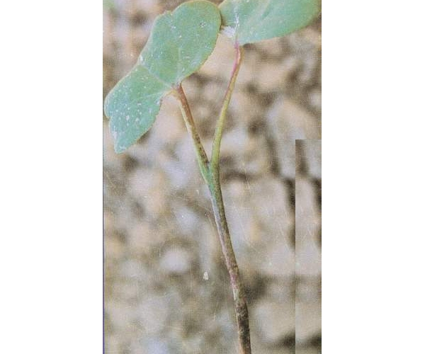  ����ݺ� forum