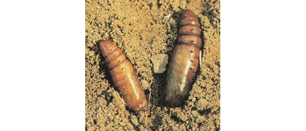  ����ݺ� forum