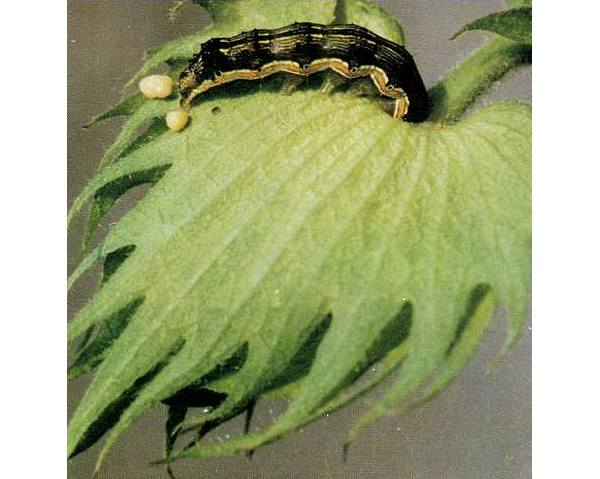  ����ݺ� forum