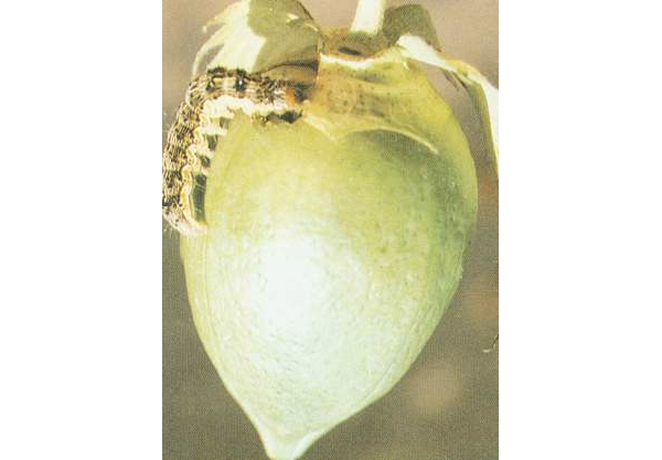  ����ݺ� forum