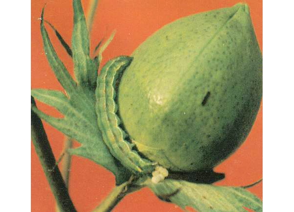  ����ݺ� forum