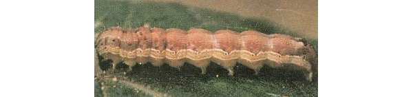  ����ݺ� forum