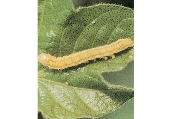  ����ݺ� forum