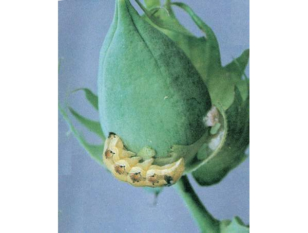  ����ݺ� forum