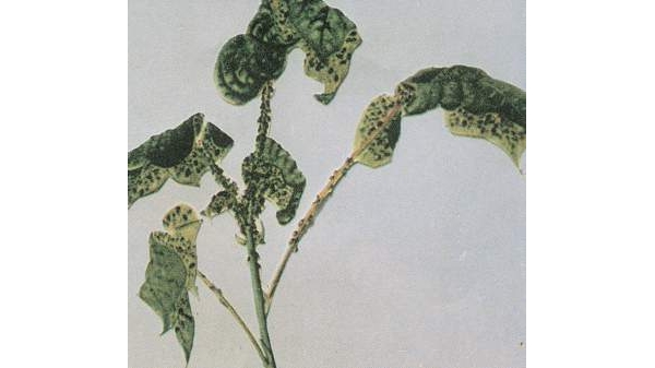  ����ݺ� forum