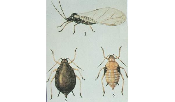  ����ݺ� forum