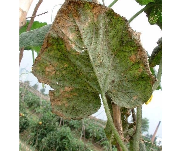  ����ݺ� forum