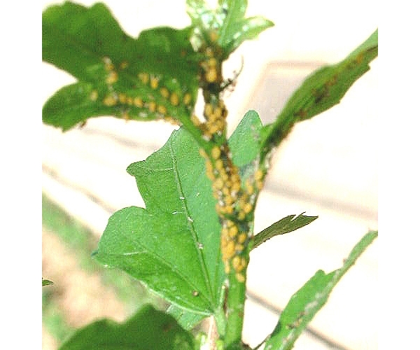  ����ݺ� forum