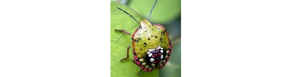  ����ݺ� forum