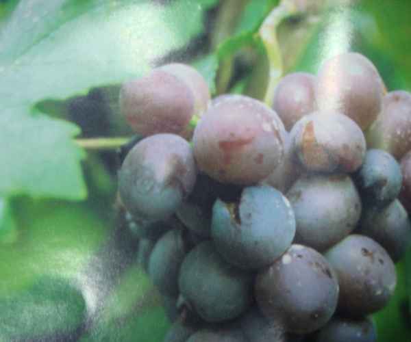  ����ݺ� forum