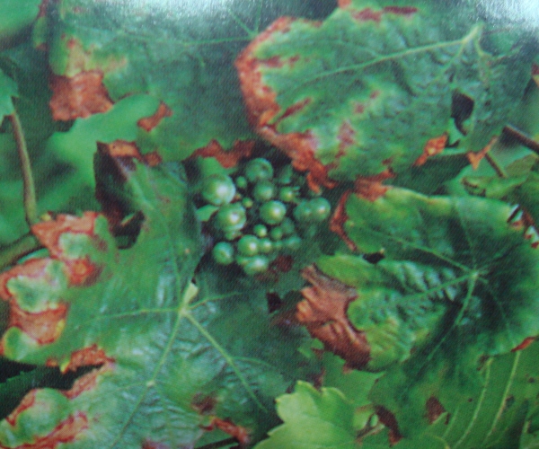  ����ݺ� forum