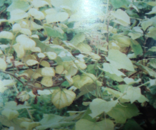  ����ݺ� forum