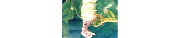  ����ݺ� forum