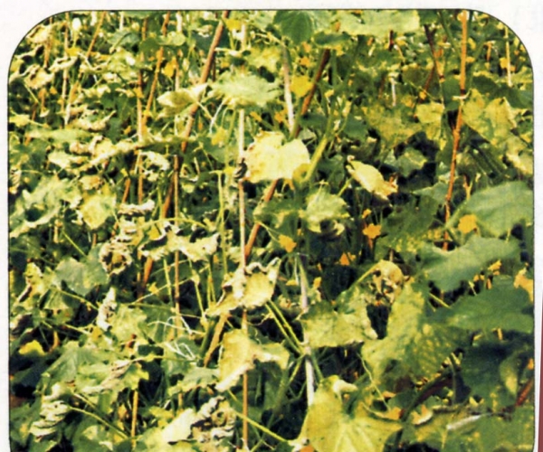  ����ݺ� forum