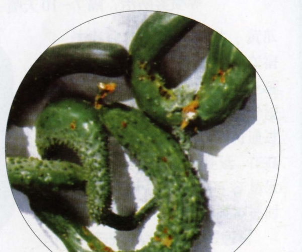  ����ݺ� forum