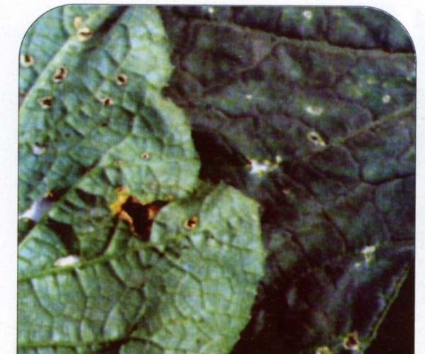  ����ݺ� forum