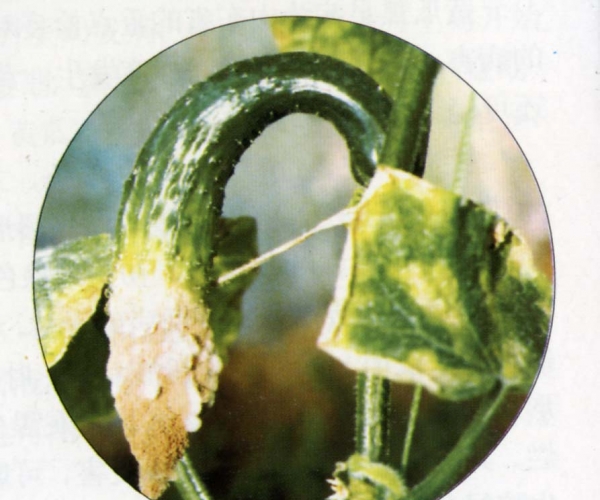  ����ݺ� forum