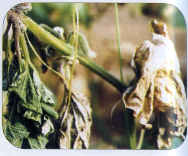  ����ݺ� forum