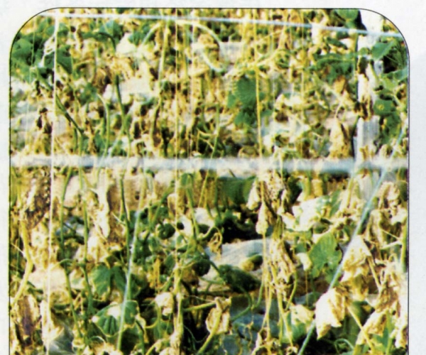  ����ݺ� forum