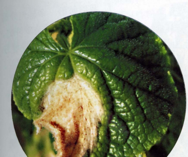  ����ݺ� forum