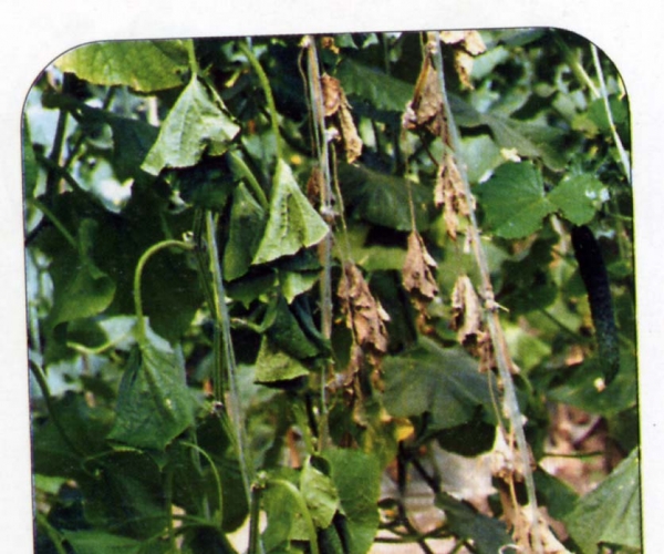  ����ݺ� forum