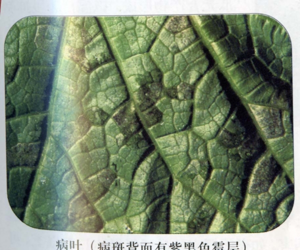  ����ݺ� forum