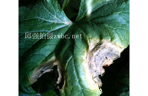  ����ݺ� forum