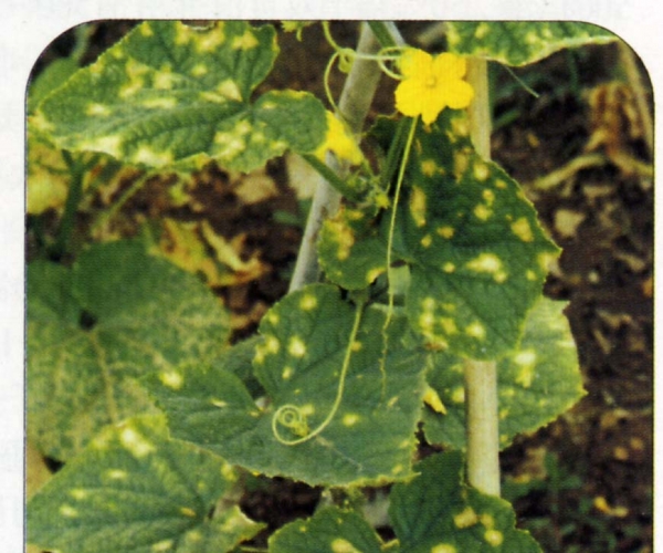  ����ݺ� forum