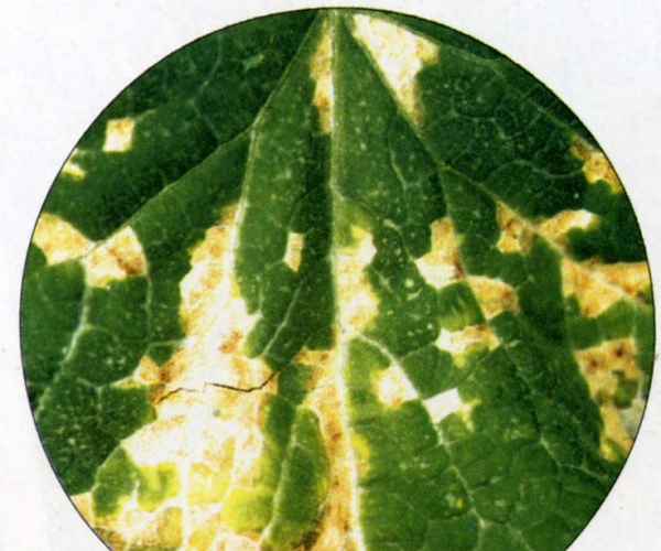  ����ݺ� forum